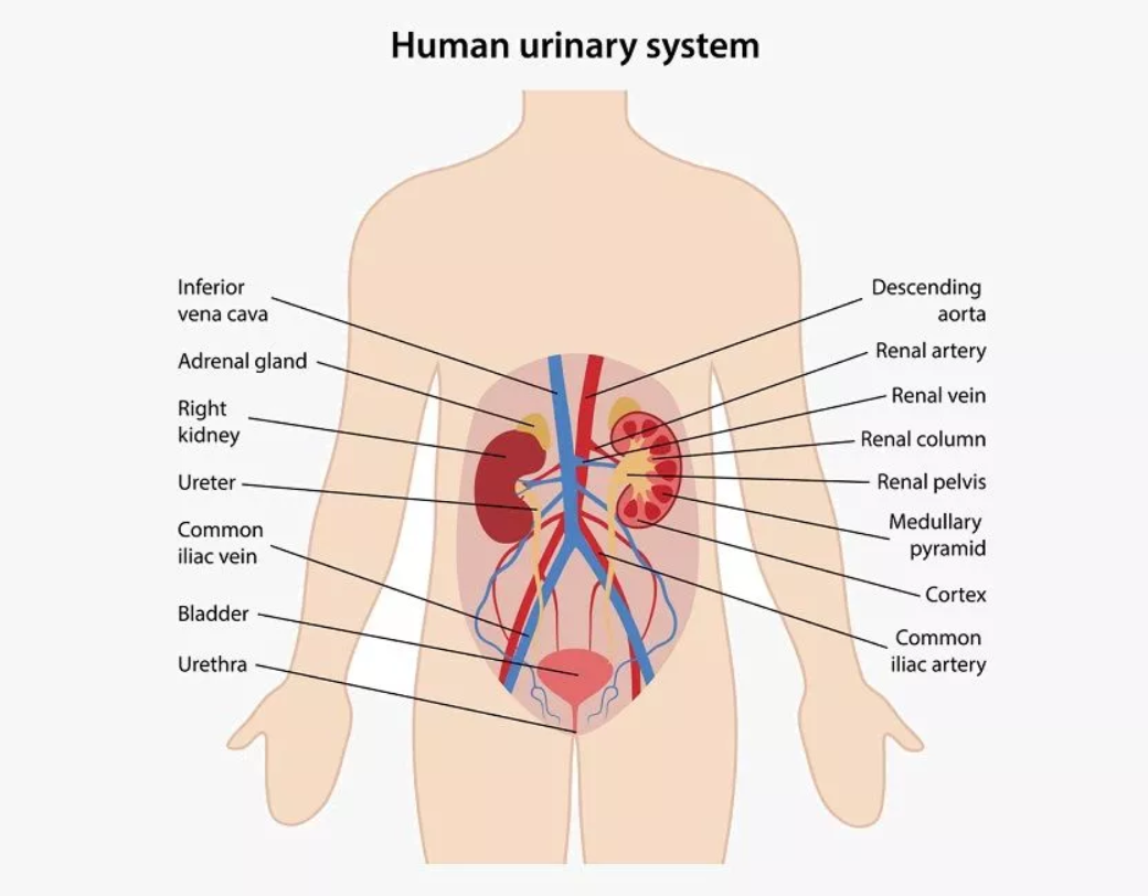 Urinary System органы
